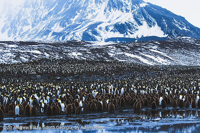 Cruceros de observación de aves