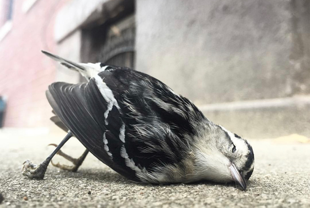 Aves y colisiones de ventanas