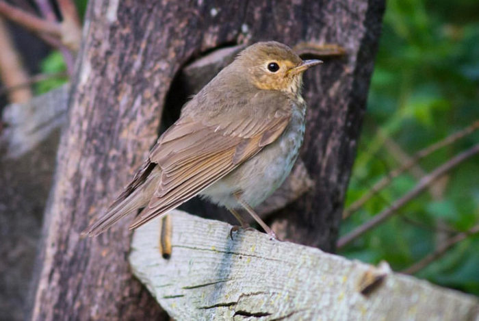 window-collisions-swainsons-thrush-george-armistead