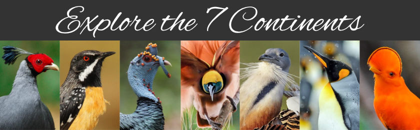 Explore the 7 Continents