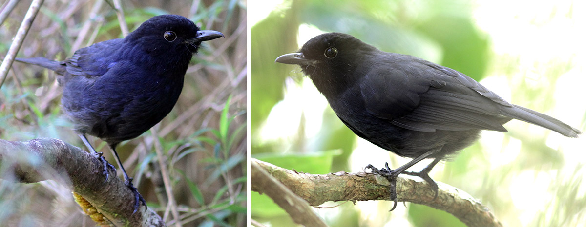 Sri Lanka: Endemic Wonderland by Stephan Lorenz