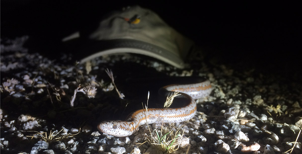 Herping en cuarentena por Adam Walleyn