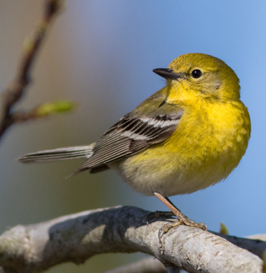 Birding in the time of Quarantine by George Armistead | Rockjumper ...