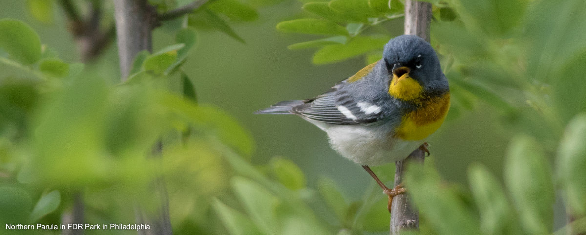 Observación de aves en tiempos de cuarentena por George Armistead