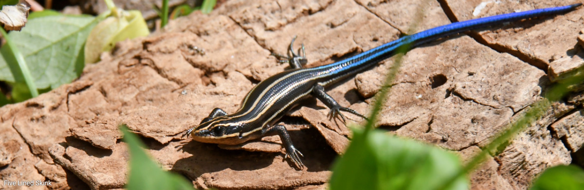 In Search of the Wet and Scaly in Canada av Lev Frid