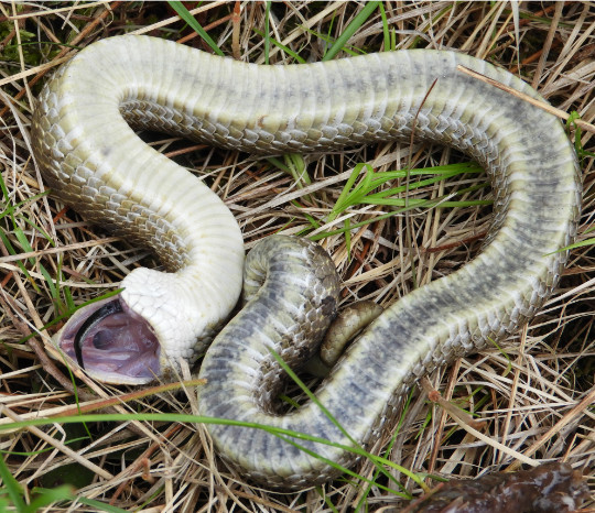 Hognose snakes are a harmless colubrid that will play dead when threatened. Unfortunately they are endangered in some regions, such as Ontario. : r/Awwducational