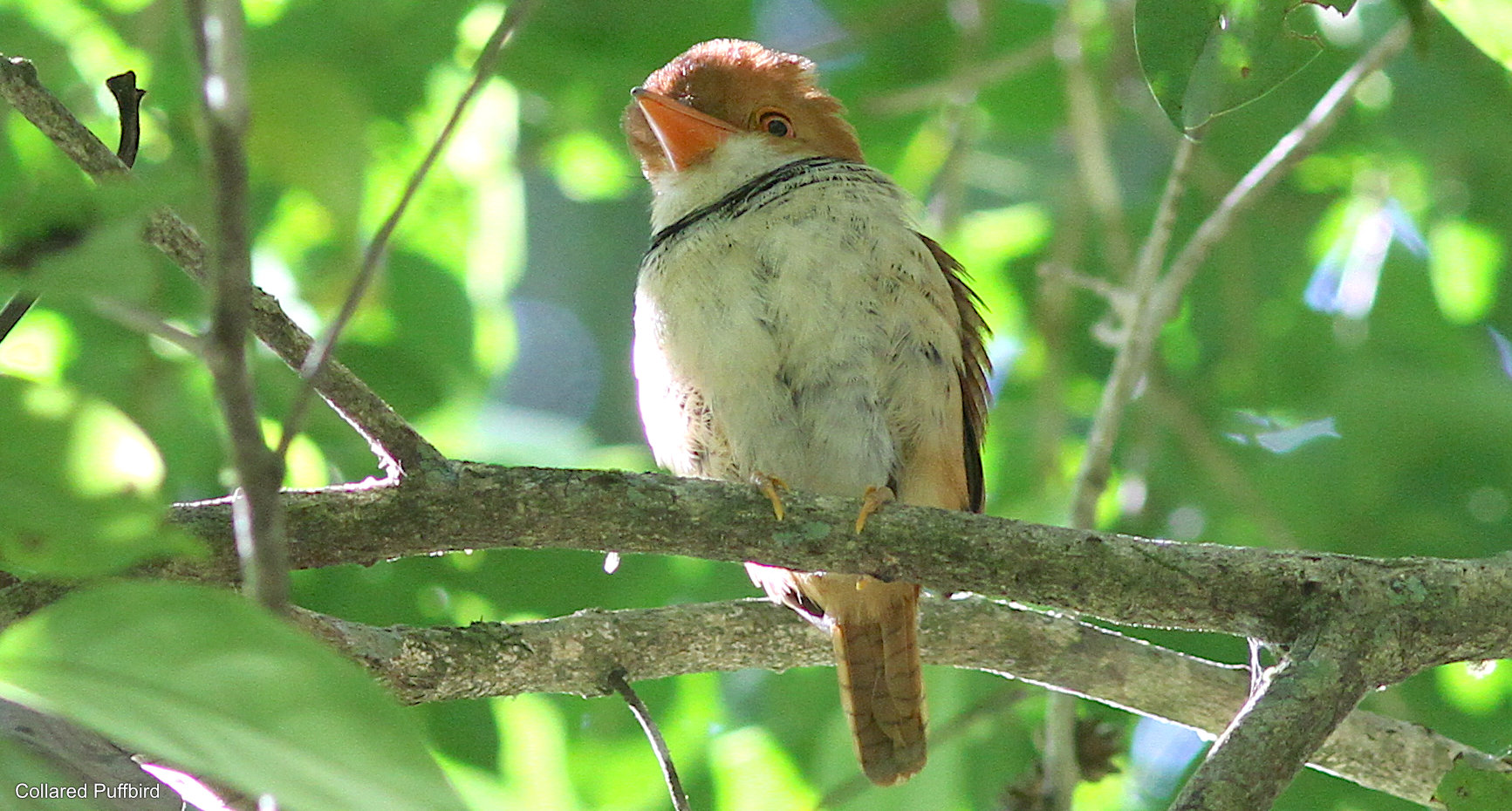 Amazone-avontuur in Colombia: Birding Mitú door Stephan Lorenz