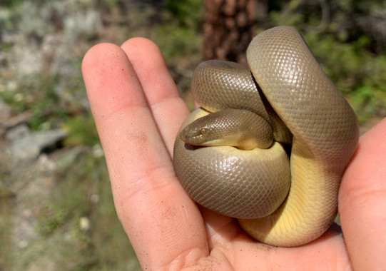 Rubber boa