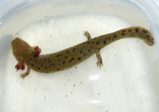 mudpuppy