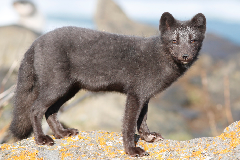 Renard arctique par Stephan Lorenz