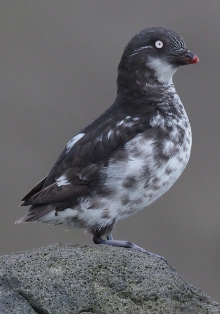 Minste Auklet van Stephan Lorenz