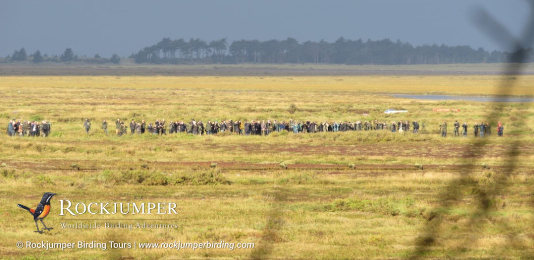 Volumes van Birders bij de Scrub Robin Twitch