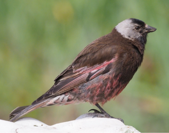 Grey-crowned Rosyfinch by Stephan Lorenz