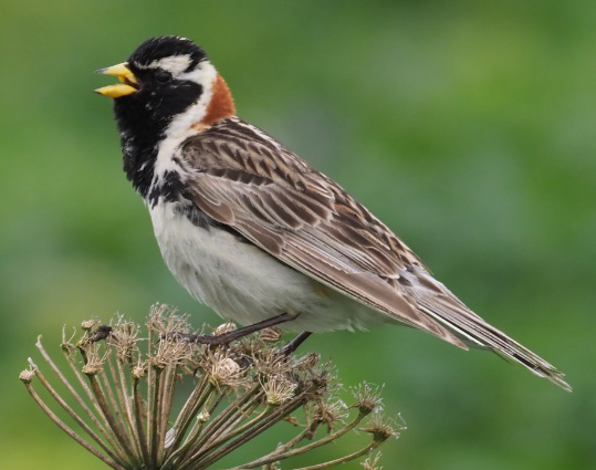 Lapland Longspur by Stephan Lorenz