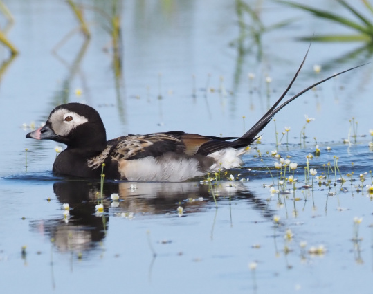 Long-tailed Duck by Stephan Lorenz