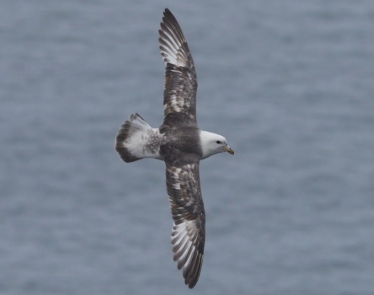 Fulmar del norte de Stephan Lorenz