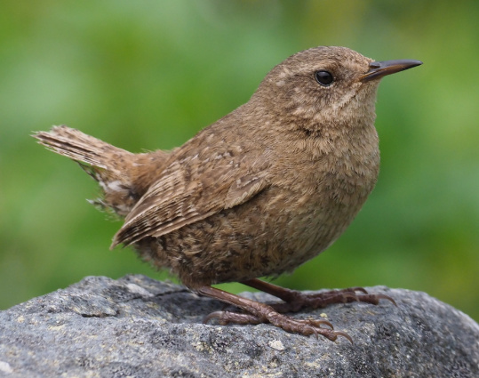 Pacific Wren by Stephan Lorenz