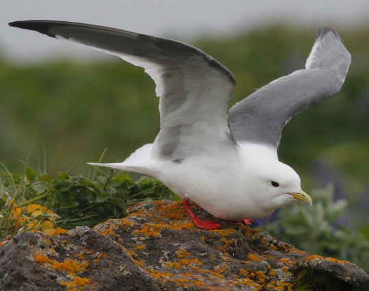 Red-legged Kittiwake by Stephan Lorenz