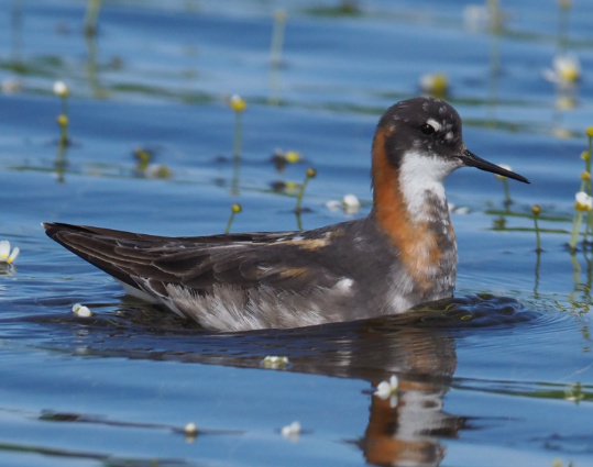 Phalarope à bec étroit par Stephan Lorenz