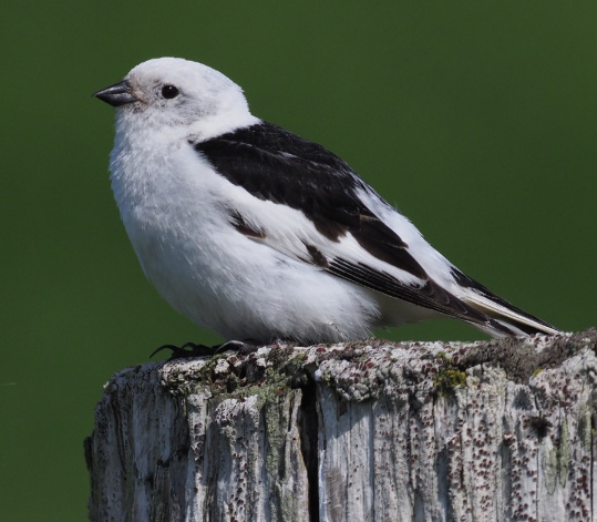 Snow Bunting by Stephan Lorenz