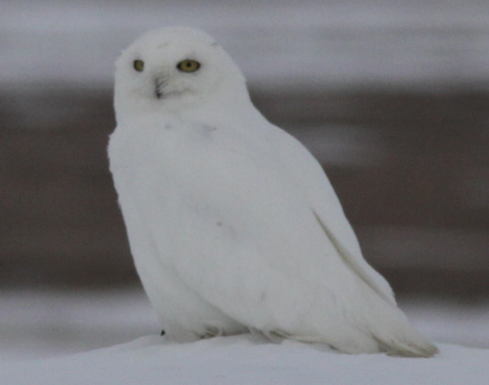 Snowy Owl by Stephan Lorenz