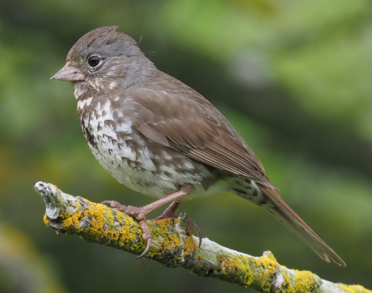 Sooty Fox Sparrow by Stephan Lorenz