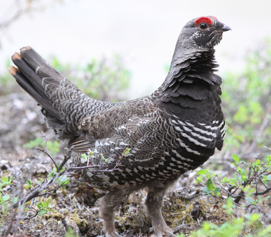 Spruce Grouse by Stephan Lorenz