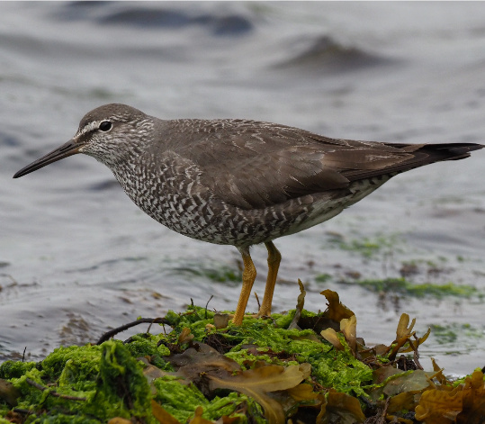 Wandering Tattler van Stephan Lorenz