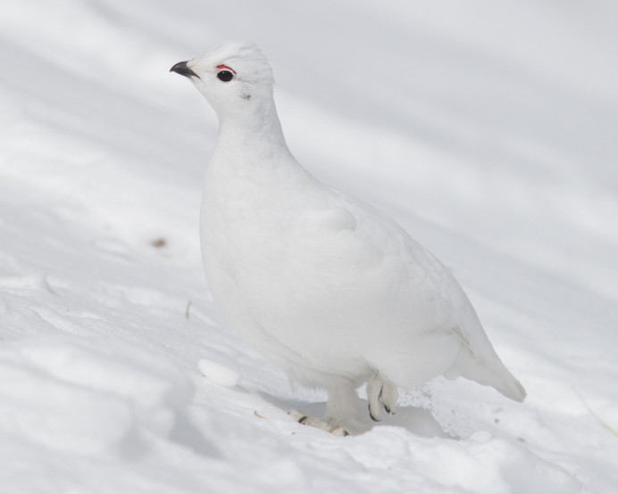 White-tailed-Colorado Ptarmigan av Stephan Lorenz