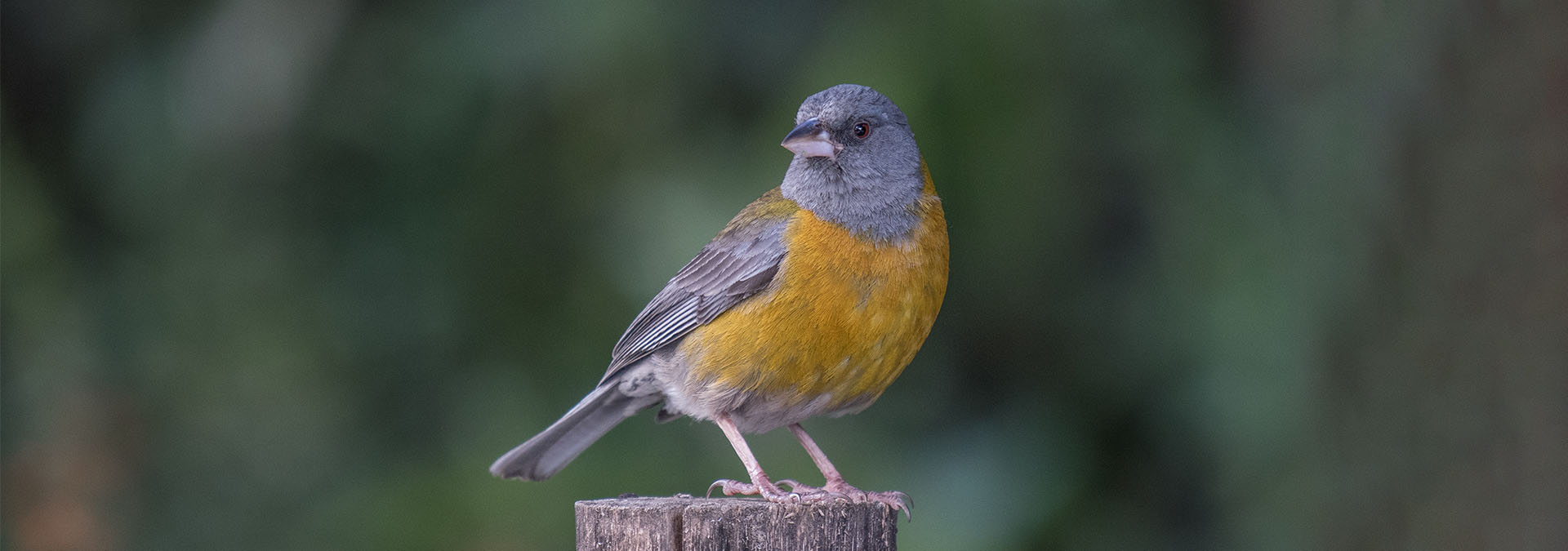 Bolivia - Mega Birding Tour