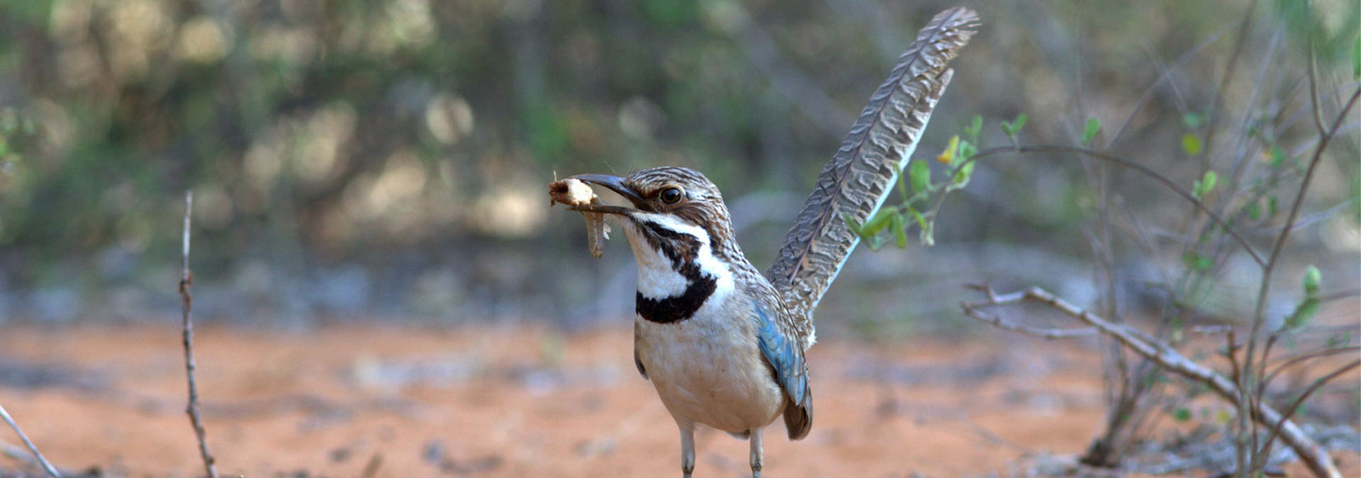 Madagascar - Comprehensive Birding Tour