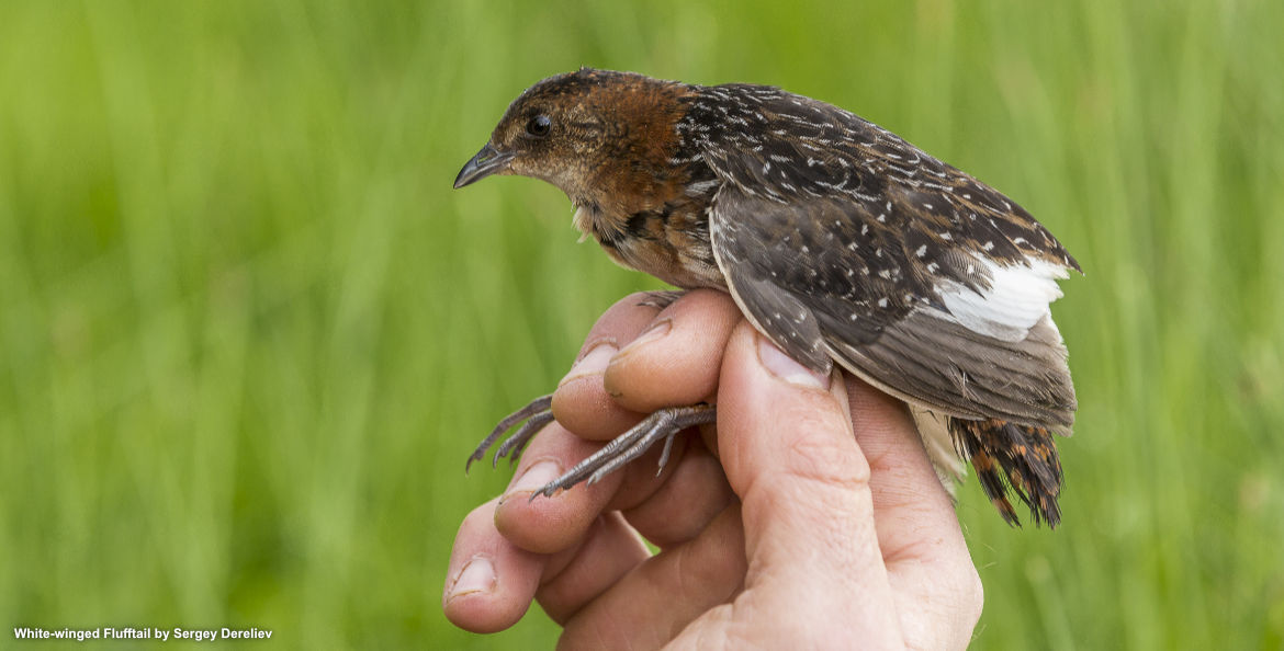 Vi presenterar White-winged Flufftail Conservation Project