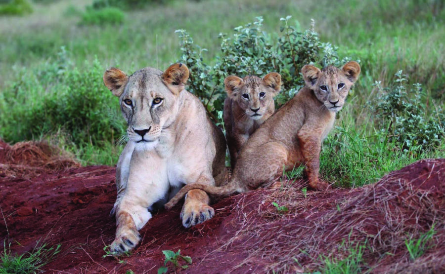 Lioness and cubs by Keith Valentine