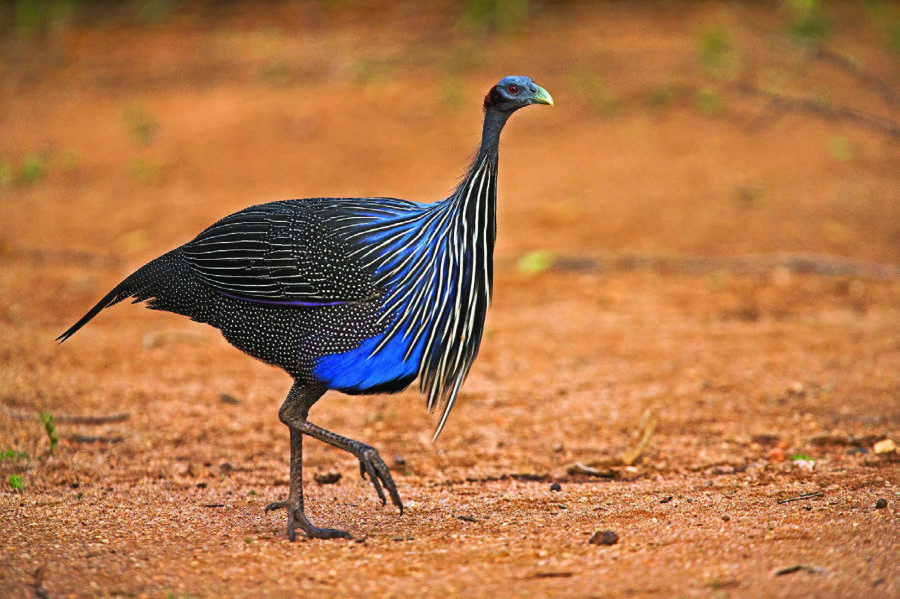 Vulturine Guineafowl by Marius Coetzee