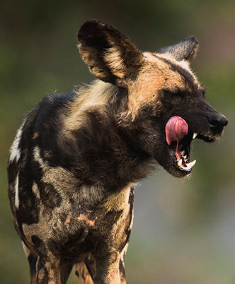 African Wild Dog by Adam Riley