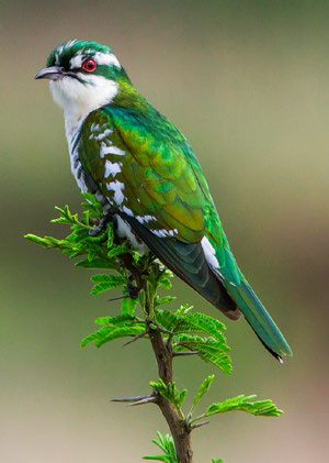 Diederik Cuckoo by Adam Riley