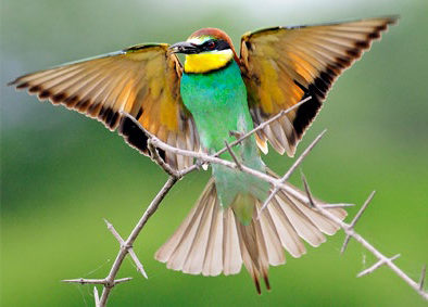 European Bee-eater by Rich Lindie