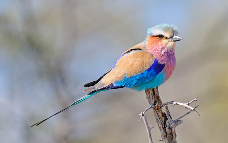Lilac-breasted Roller by Rich Lindie