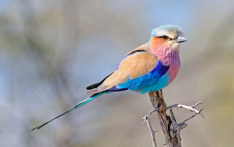 Lilac-breasted Roller från Rich Lindie