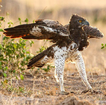 Martial Eagle van Markus Lilje