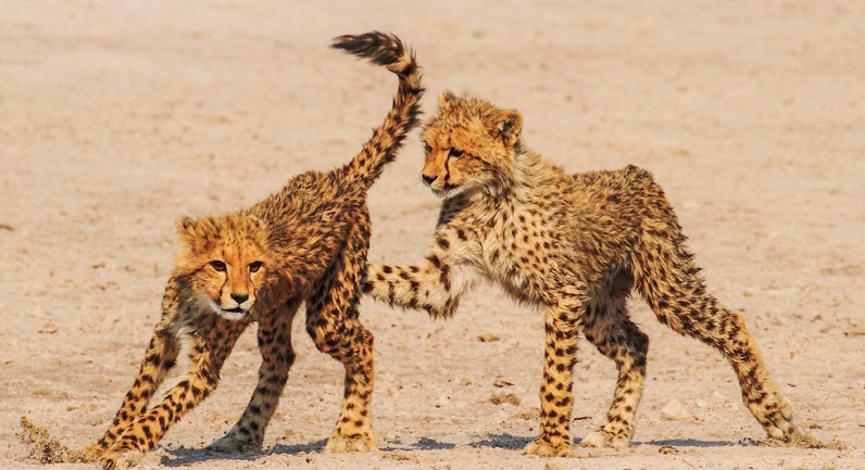 Jugando a los cachorros de guepardo de Glen Valentine