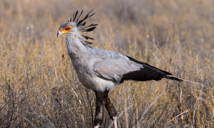 Secretarybird av Adam Riley