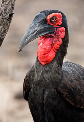 Southern Ground Hornbill by Adam Riley