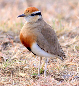 Temminck's Courser by Markus Lilje