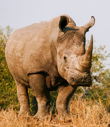 Witte neushoorn door Markus Lilje