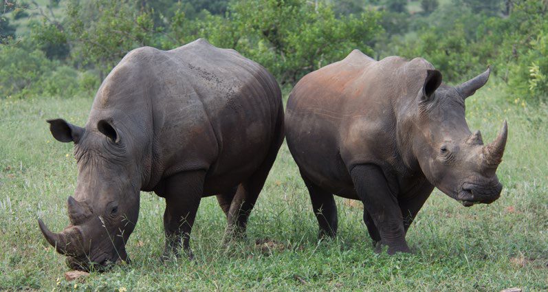 White Rhinoceros with older calf by Gareth Robbins