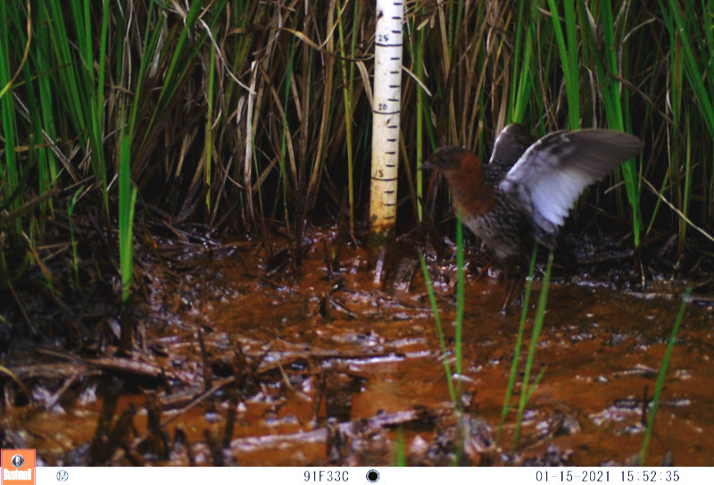 Motion-detected camera traps are another way researchers observe and study the highly cryptic White-winged Flufftail. Photo credit: Kyle Lloyd