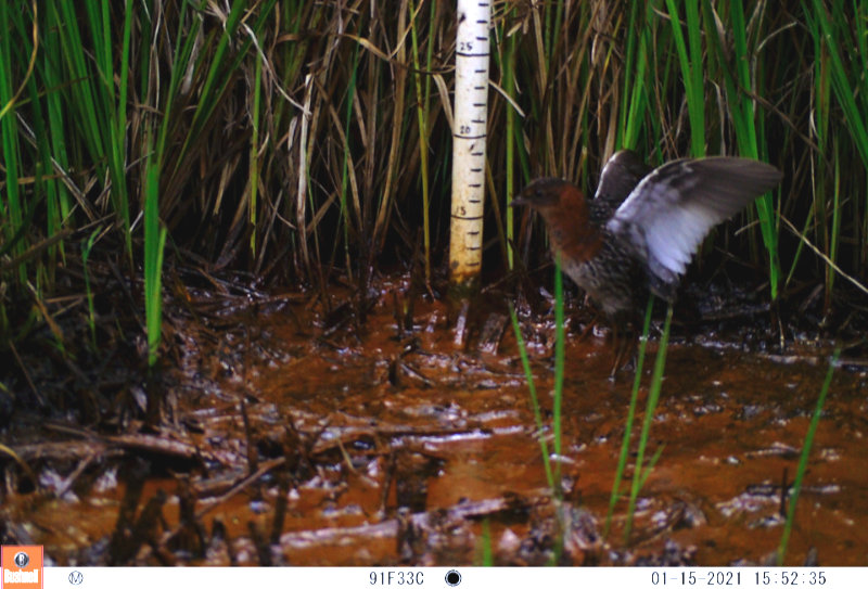 Rörelsedetekterade kamerafällor är ett annat sätt som forskare observerar och studerar den mycket kryptiska White-winged Flufftail. Fotokredit: Kyle Lloyd 