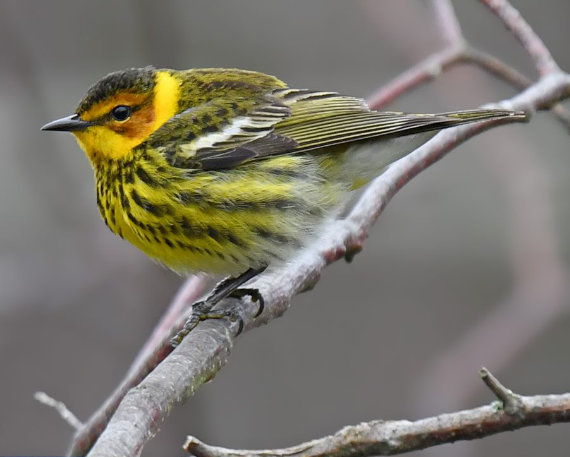 Cape May Warbler by Lev Frid