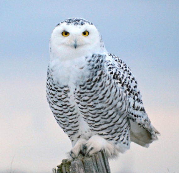 Snowy Owl by Lev Frid